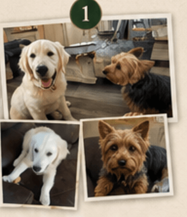 Step one: customer photos of two dogs
